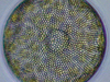 The diatom Coscinodiscus