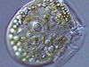 The dinoflagellate Dinophysis