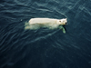 swimming polar bear
