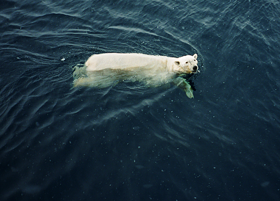 swimming polar bear