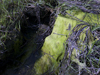 algal bloom