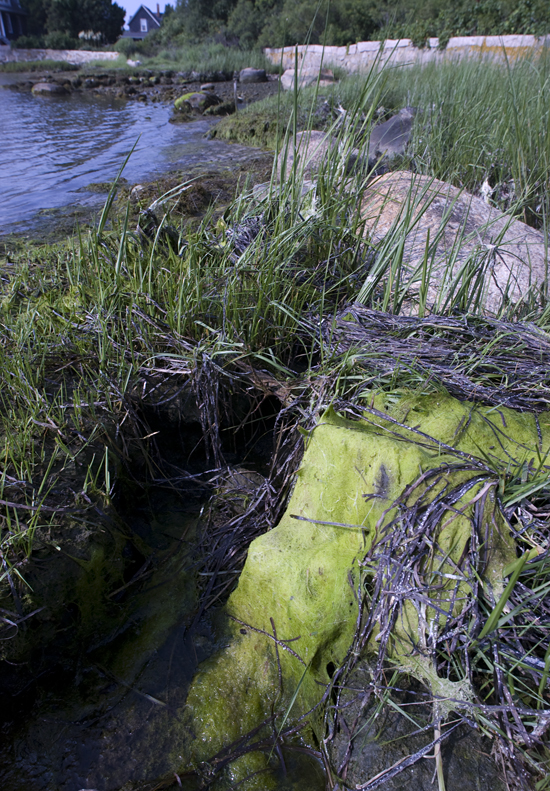 algal bloom