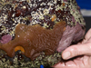 Evidence of sea squirts discovered by Mary Carman working at Sandwich Beach