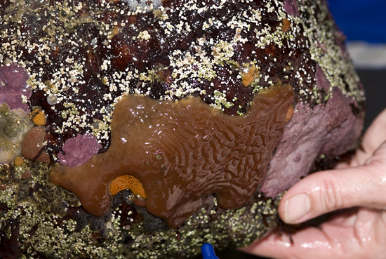 Evidence of sea squirts discovered by Mary Carman working at Sandwich Beach