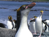 penguins
