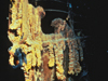 Rusticles on the wreck of Titanic