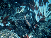 tubeworm colony
