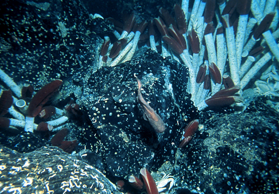 tubeworm colony