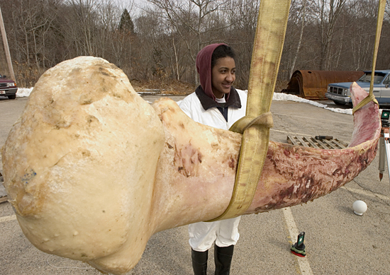 Graduate student Regina Campbell-Malone with a whale jawbone.