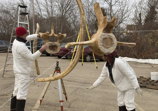 Michael Moore (left) and Regina Campbell-Malone (right) assembling right whale bones.