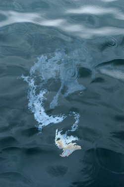 oil spill buzzards bay