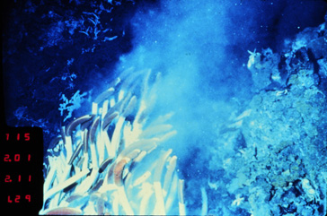 [Gallery Photo]
