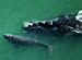 Northern Right Whales