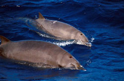 Blainville's beaked whales