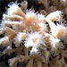 Marine Organisms Threatened By Increasingly Acidic Ocean