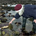 Sea Squirt Invasion: Scientists Gather at WHOI for First International Conference