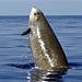 Beaked Whales Perform Extreme Dives to Hunt Deepwater Prey
