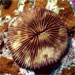 Fungia coral showing yellow band disease