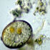 algae cysts