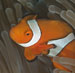 clownfish in anemone
