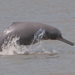 Ganges river dolphin
