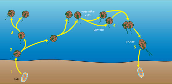 cyst life cycle