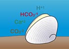 CO2, shell building and ocean acidification