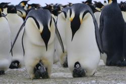penguin families