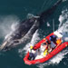 rescuers approach whale in inflatable boat
