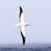 Albatross