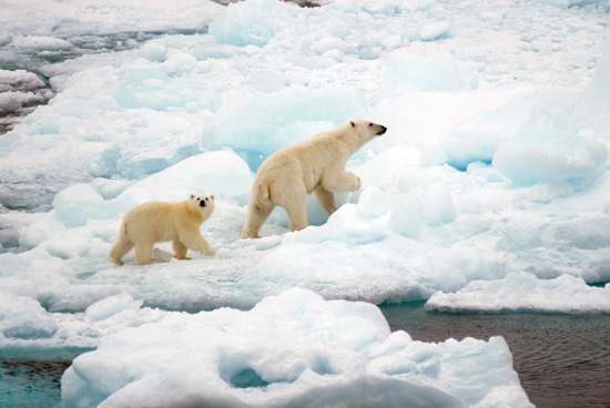 polar bear and her cub