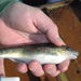 Mature tagged Atlantic tomcod collected from the Hudson River .