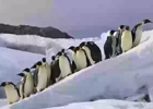emperor penguins