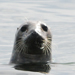 gray seal