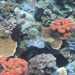 diverse corals