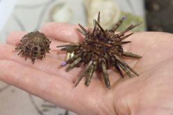 Urchins