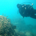 WHOI paleoclimate scientist dives on a coral reef off the Red Sea coast of Saudi Arabia.