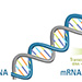 RNA graphic
