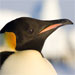 emperor penguin closeup