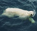 polar bear swimming