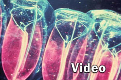 Salps Video