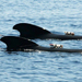 two whales w/DTAGs