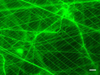 green salp mesh