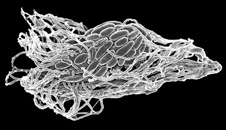 Microbial Life