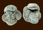 Micropaleontology Mass Spectrometry Facility