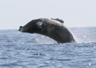 Marine Mammal Center