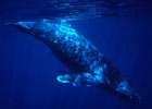 Humpback Whale
