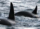 Killer Whale