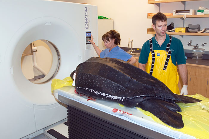 leatherback turtle enters the CT scanner