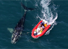 Marine Mammal Center